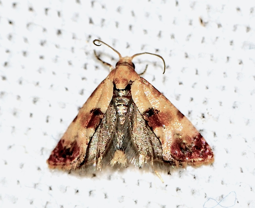 Tortricidae N. 15